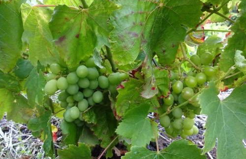 Adega Baia do Canto AL 1398 - Photo 48