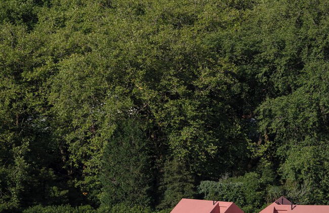 Canto's Green Garden & SPA - Foto 19