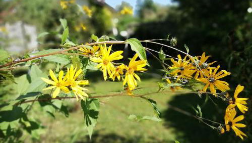 FeWo Happy Place in traumhafter Lage See nah - Foto 5