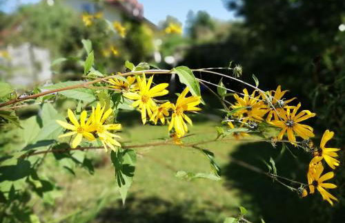 FeWo Happy Place in traumhafter Lage See nah - Foto 5