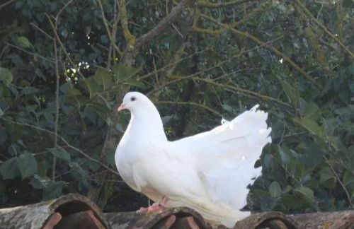 Casinha da Lareira - Quintinha dos Cavalos- Arruda dos Vinhos - Foto 38