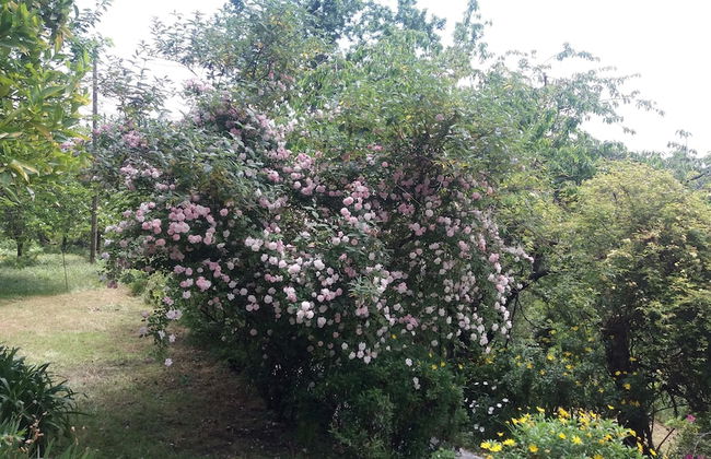 Serrado de Bouças - Foto 72