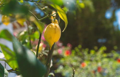 Dimore Acquasale- Sea View Houses - Photo 54