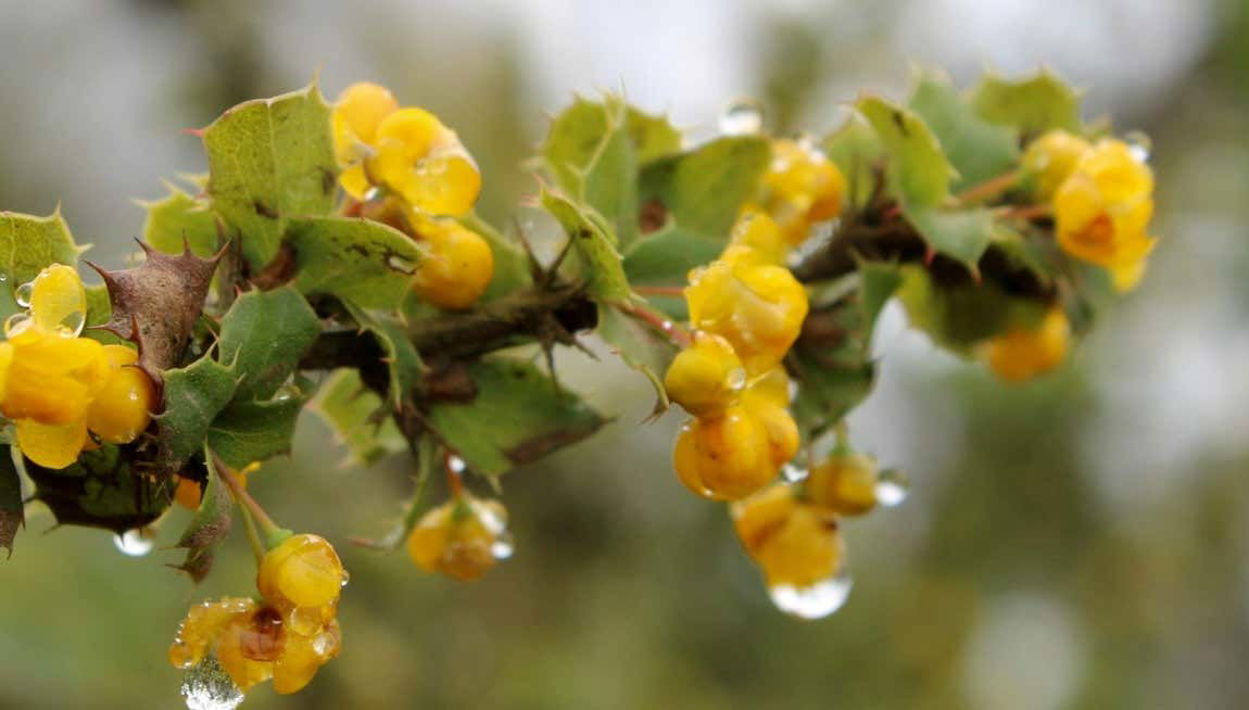 Excursión al Parque Nacional Bosque Fray Jorge