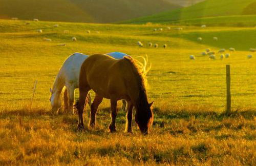 The Bothy - Photo 12