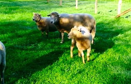 Les gites de Pétrocoriis - Boulazac Périgueux - Foto 91