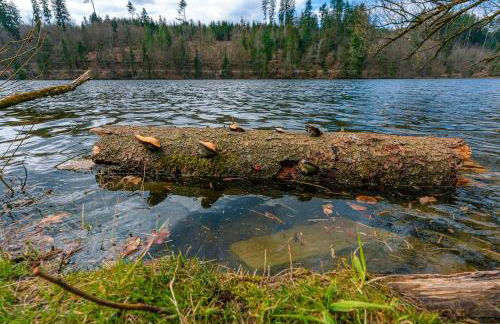 Ferienwohnung am Ilztal - Foto 29