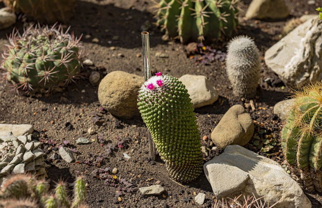 Menada Golden Rainbow Apartments - Photo 36