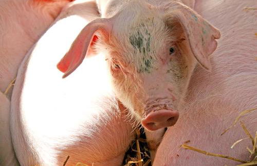 Foel Stable Cottage - Foto 17