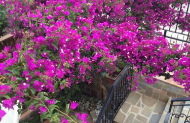 BOUGAINVILLEA Relax e Mare a 50m, in Centro! - Foto 1