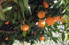 Elisa Holidays Apartments - Foto 9