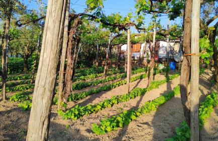 Casa Antonia - Foto 24