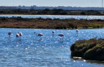 SOL Y PLAYA - Foto 38