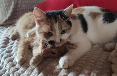 Agroturystyka Zadnie Łuki - Foto 41