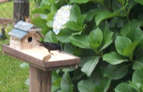 Hospedagem Da Laranjeira Gramado - Photo 52