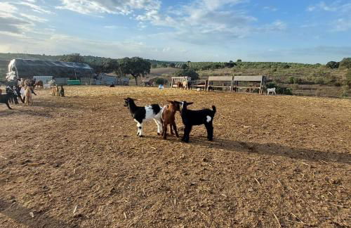 Casa Amarela - Praias Alqueva - Foto 22