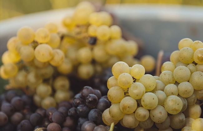 Il Roncal Wine Resort - Foto 40