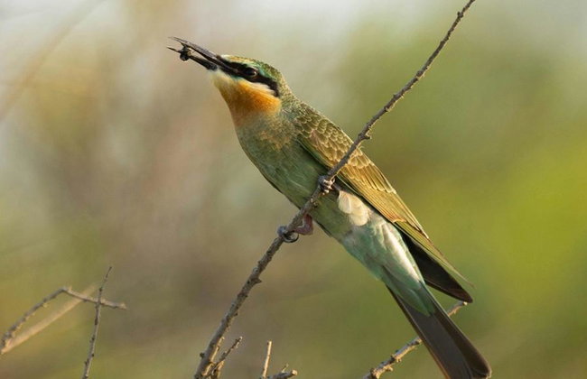 Shirvan National Park: Gazelle Safari and Birdwatching - Full-Day Tour with Optional Village Lunch - Foto 8