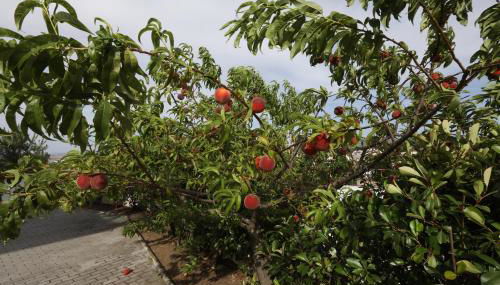 Casa do Pessegueiro - Foto 3