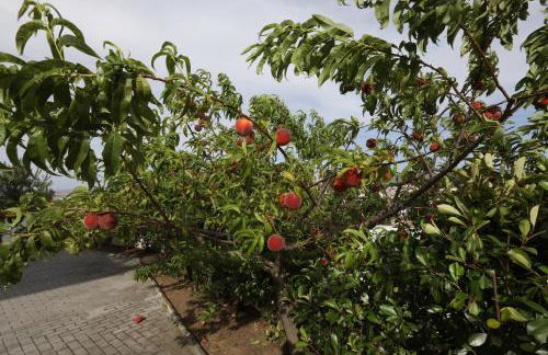 Casa do Pessegueiro - Foto 3