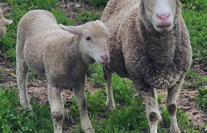 Quinta da Tapada de São Pedro - Foto 66