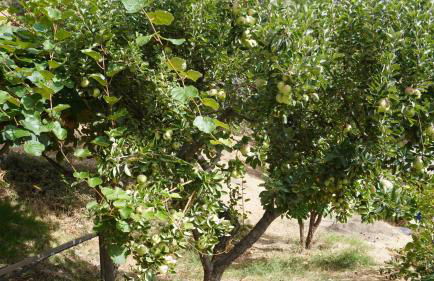 Cortijos Rey Fini - Foto 57