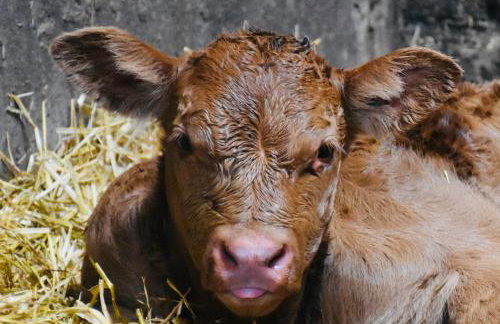 Stay Lambing Live - Photo 23