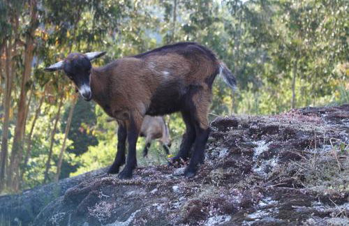 CASA das Leiras - Foto 73