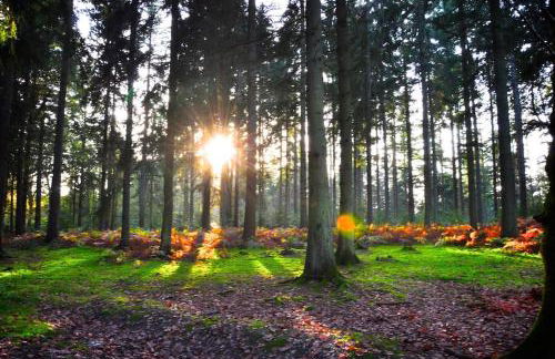 Luxury house in The New Forest - Foto 14