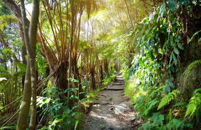 Volcanoes National Park Hiking Tour - Photo 2