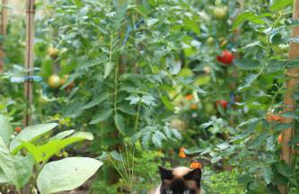 Chambre d'hôtes cosy Le Chalet -Tarn - Foto 15