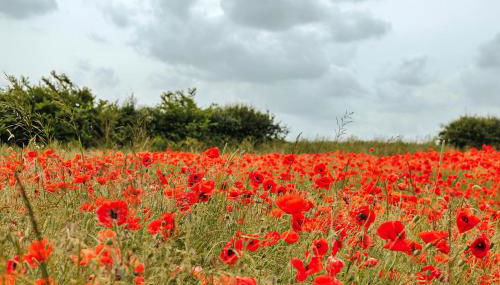 Finest Retreats - Owls Nest - Foto 5, Garden, Garden view