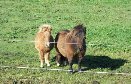 Gite Du Colombier - Foto 39