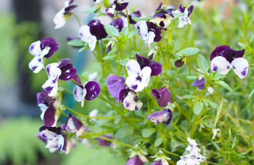 No.33 Coach House - Foto 14