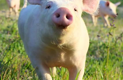 Castello di Viano - Foto 57