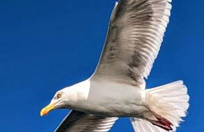 Villa Ty Koad 4 étoiles Piscine Intérieure 28C Plage et GR34 à 50m - Foto 72