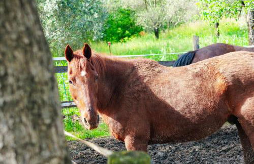 Il Nido di Erin - Photo 29