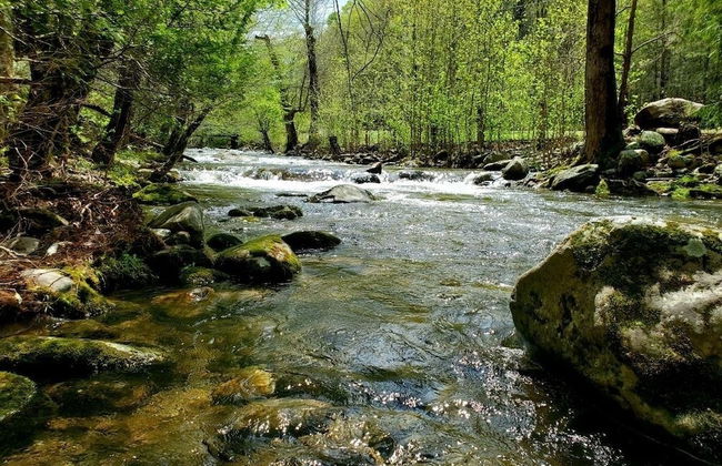 Elk Run On Cosby Creek - 2 Bedrooms, 2 Baths, Sleeps 7 Cabin by RedAwning - Foto 1