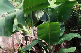 Lugar de descanso e muito verde praia e lagoa Araruama - Foto 19