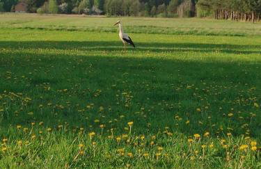 Siedlisko Magnolia - Foto 65