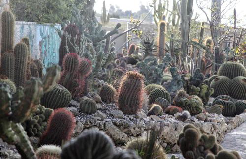 Garden Cactus - Foto 38