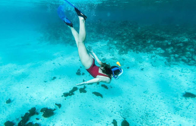 Snorkel con tiburones + Barco hundido - Foto 7