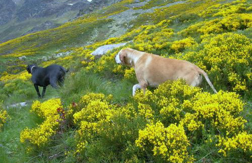 Appartement les rives de l’Ariège - Foto 60
