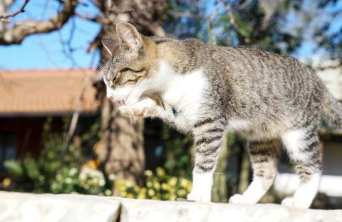 Masseria La Fica - Foto 57