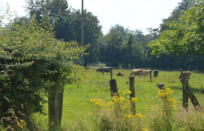 Gorgeous Holiday Home in Waimes With In-house Theatre & Pool - Photo 30