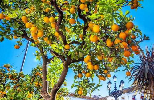 Luxurious apartment close to Puerto Banus - Photo 32