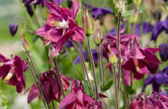 Gites L'épilobe - Foto 14