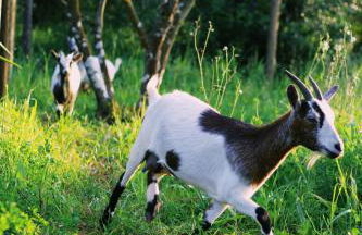 Casa Oliva - Casa da Serra - Foto 22