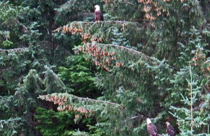 Thunder Mountain Place - Quiet, Comfortable Place Offering DISCOUNT ON TOURS! - Foto 7