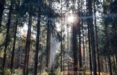 Fewo Waldtherme Relaxen, wandern, Radfahren - Foto 14
